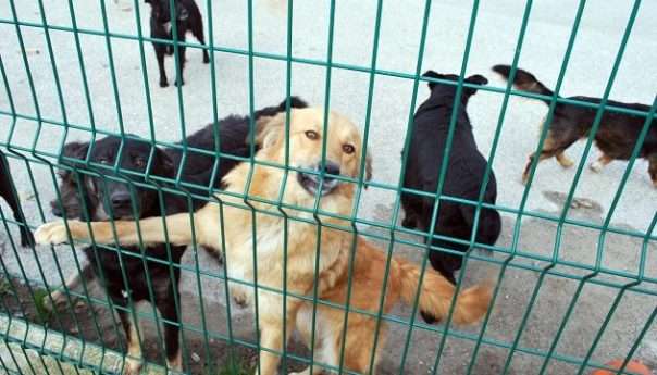 У азил за псе у Прњавору смјештено пет луталица из Котор Вароша