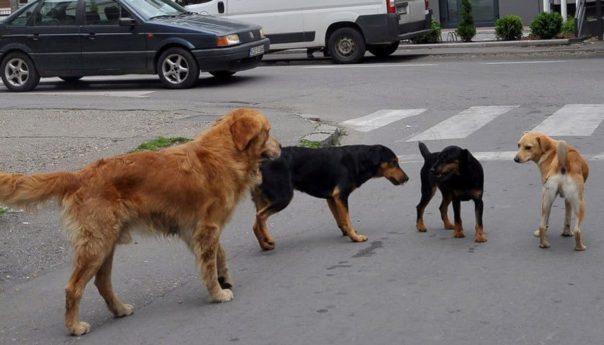 У азил за псе у Прњавору смјештено осам луталица из Котор Вароша