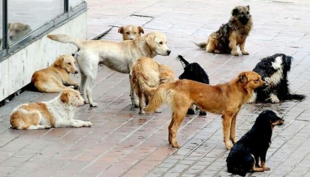 У азил за псе смјештено шест паса луталица из Котор Вароша