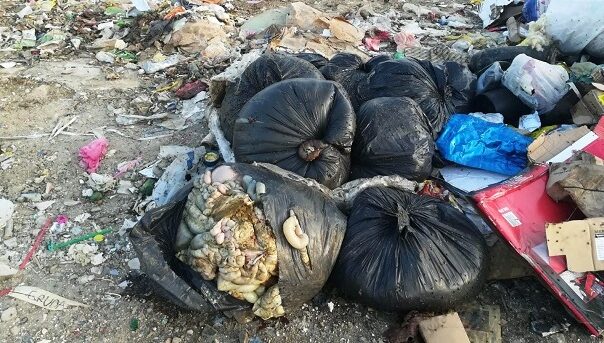 Идентификовано лице које је одложило клаонички отпад